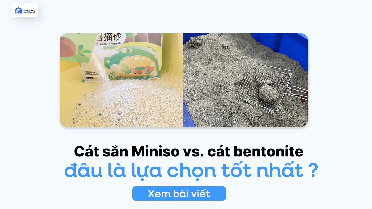 Cát sắn Miniso và cát bentonite: đâu là lựa chọn tốt nhất cho mèo cưng?