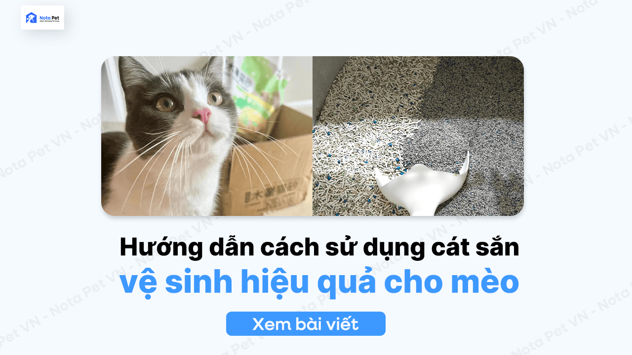 Hướng dẫn cách sử dụng cát sắn vệ sinh mèo hiệu quả