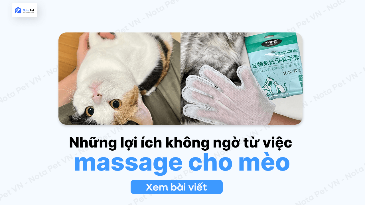 Lợi ích massage cho mèo: Cách chăm sóc đúng cách