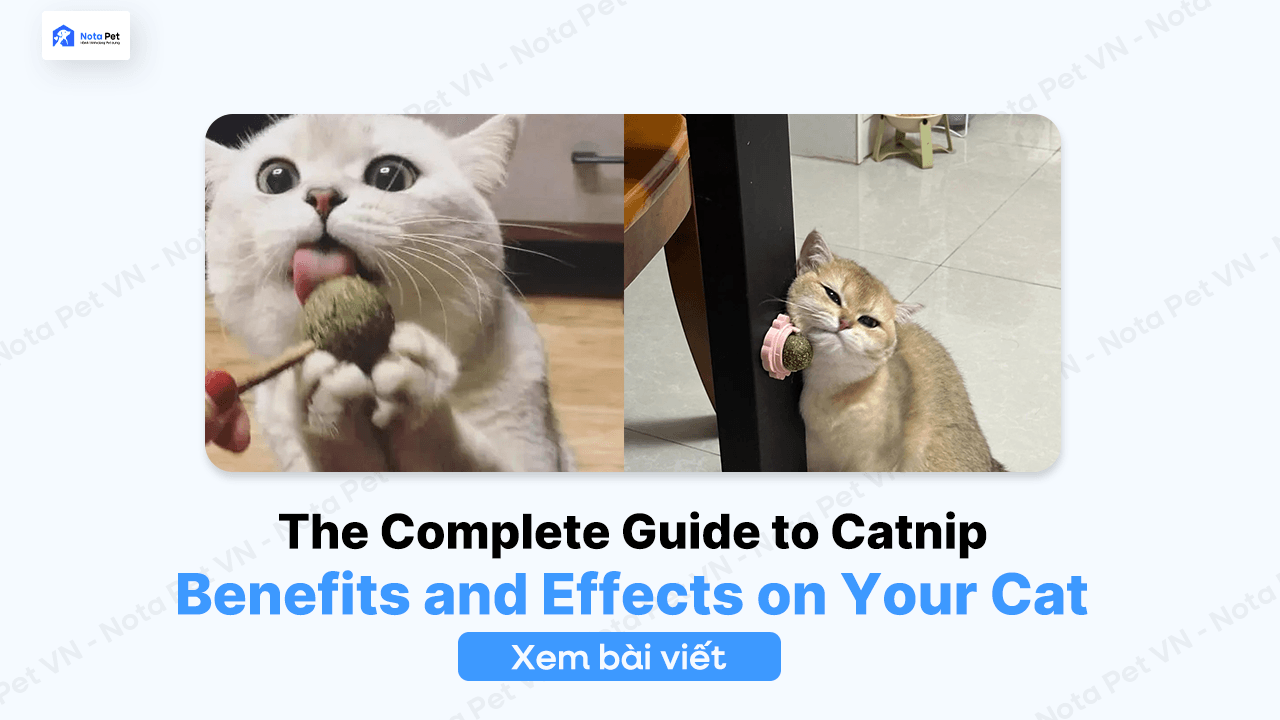 The Complete Guide to Catnip: Benefits and Effects on Your Cat