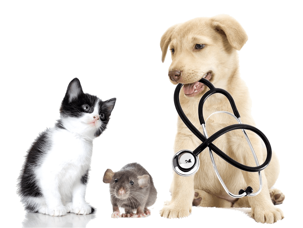 Pet medical supplies